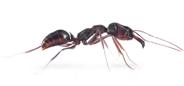 世界上攻击速度最快的动物