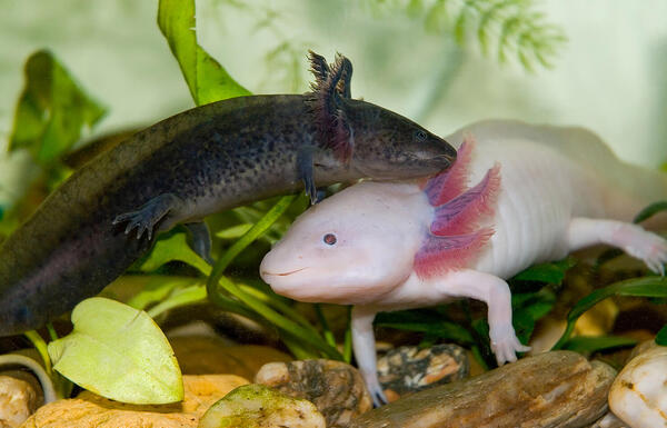 2024121118891252.jpg axolotl02 (1).jpg