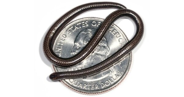 世界上最小的10种蛇：迷你蛇界的奇妙精灵