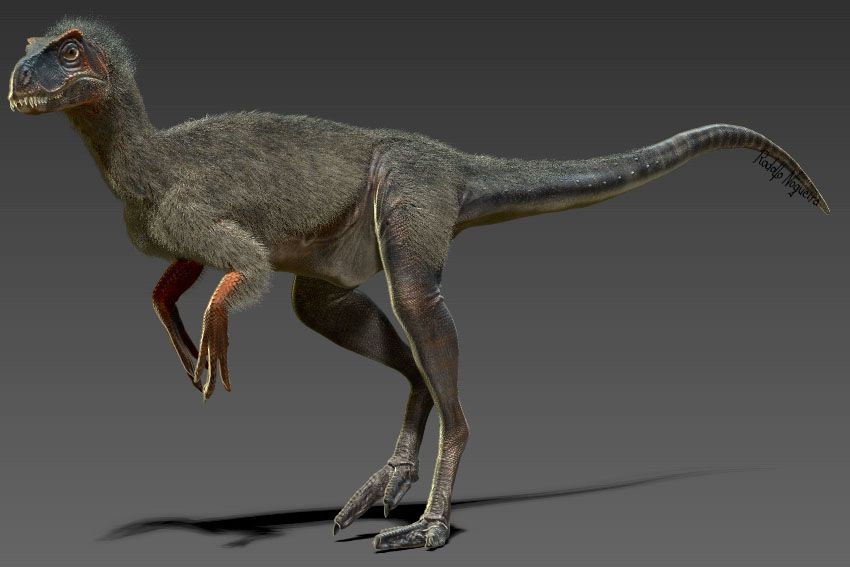 桑塔纳盗龙：揭开稀有恐龙的神秘面纱