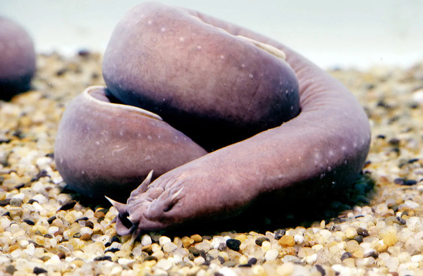 hagfish-getty-01a (1).jpg