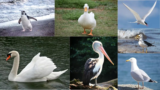 会飞又会游的鸟类：一次深度探索
