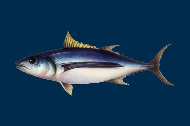 长鳍金枪鱼（Thunnus alalunga）：深入剖析与生态学、保护和经济价值