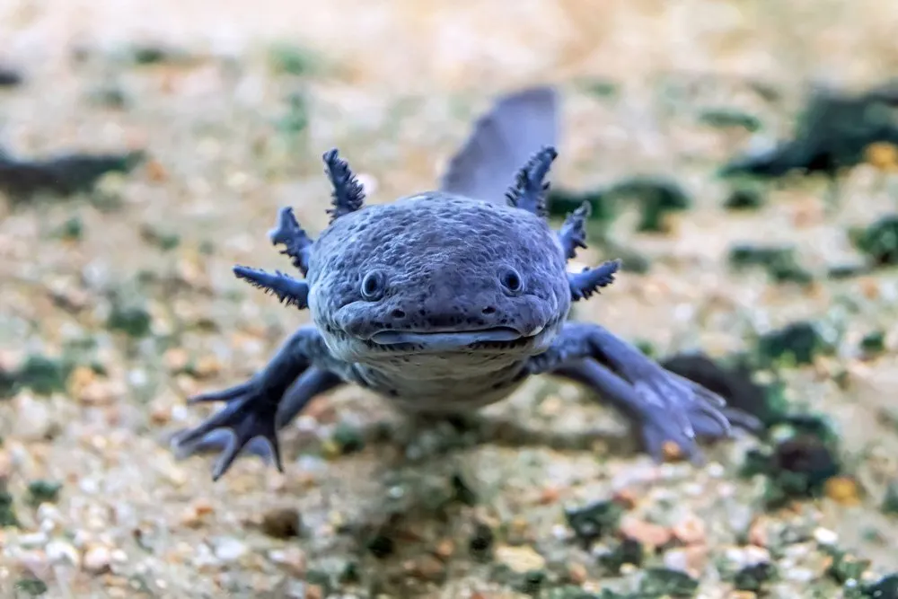 2025011517188411.webp axolotl-blue.webp