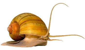 福寿螺(学名:Pomacea canaliculata) 福寿螺(学名:Pomacea canaliculata)