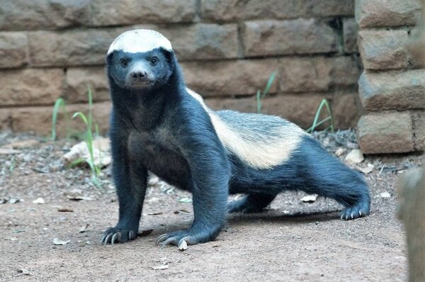 世界十大最好战的动物：这些动物敢于挑战一切