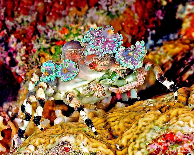 珊瑚形装饰蟹(Cyclocoeloma tuberculata)又名短尾蟹、珊瑚形蟹、装饰蟹、装饰蜘蛛蟹、蘑菇装饰蟹、蜘蛛蟹、泰迪熊蟹、真蟹、结节蟹。 珊瑚形装饰蟹(Cyclocoeloma tuberculata)又名短尾蟹、珊瑚形蟹、装饰蟹、装饰蜘蛛蟹、蘑菇装饰蟹、蜘蛛蟹、泰迪熊蟹、真蟹、结节蟹。