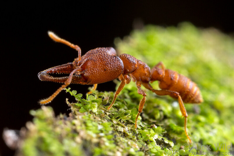 世界上十大最灵敏的动物