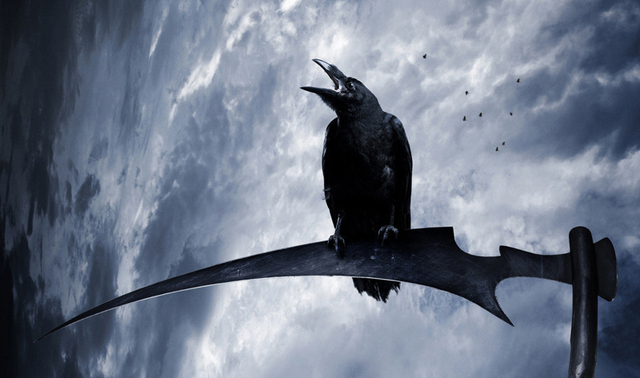 乌鸦(Corvus corax) 乌鸦(Corvus corax)