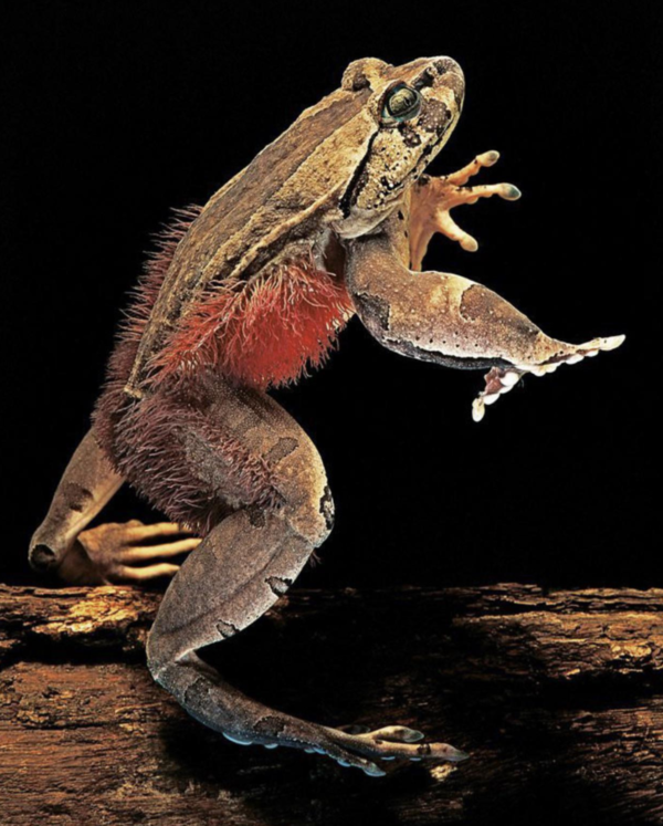 壮发蛙(Trichobatrachus robustus),也被称为发蛙、骨折蛙、多毛蛙、毛蛙、狼獾蛙、恐怖蛙或毛毛蛙 壮发蛙(Trichobatrachus robustus),也被称为发蛙、骨折蛙、多毛蛙、毛蛙、狼獾蛙、恐怖蛙或毛毛蛙