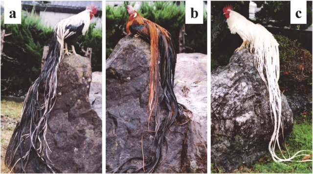 长尾鸡(Onagadori)小牧鸡 长尾鸡(Onagadori)小牧鸡