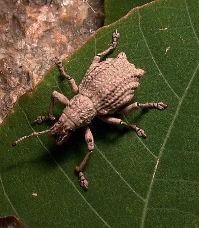 隆背象鼻虫(Episomus takahashii) 隆背象鼻虫(Episomus takahashii)