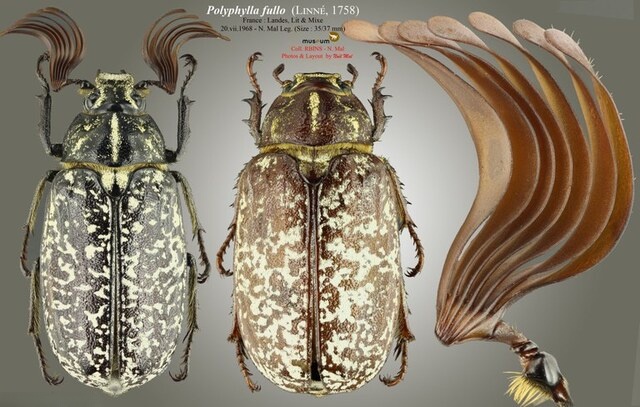 松金龟子(Polyphylla fullo) 松金龟子(Polyphylla fullo)