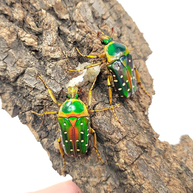 彩虹花甲虫(Stephanorhina guttata) 彩虹花甲虫(Stephanorhina guttata)