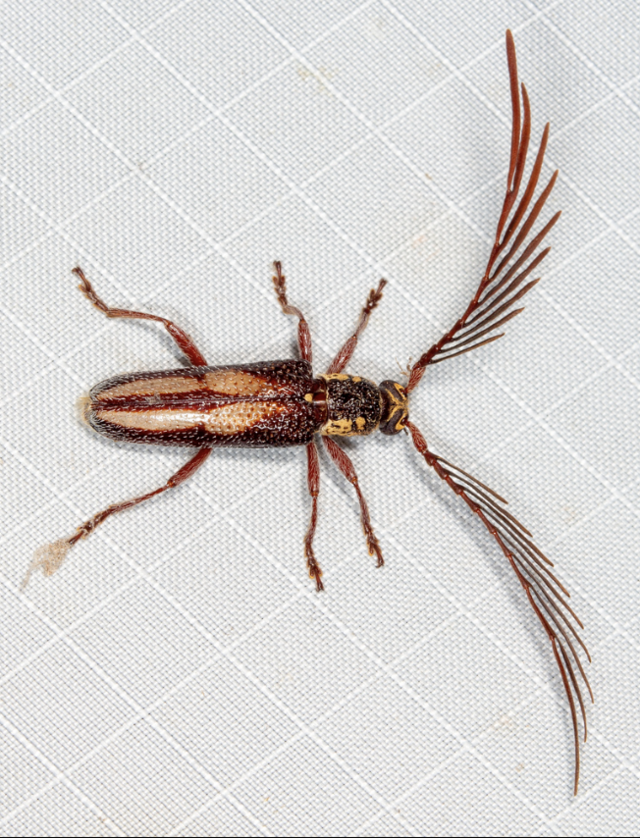 羽角天牛(Piesarthrius marginellus) 羽角天牛(Piesarthrius marginellus)