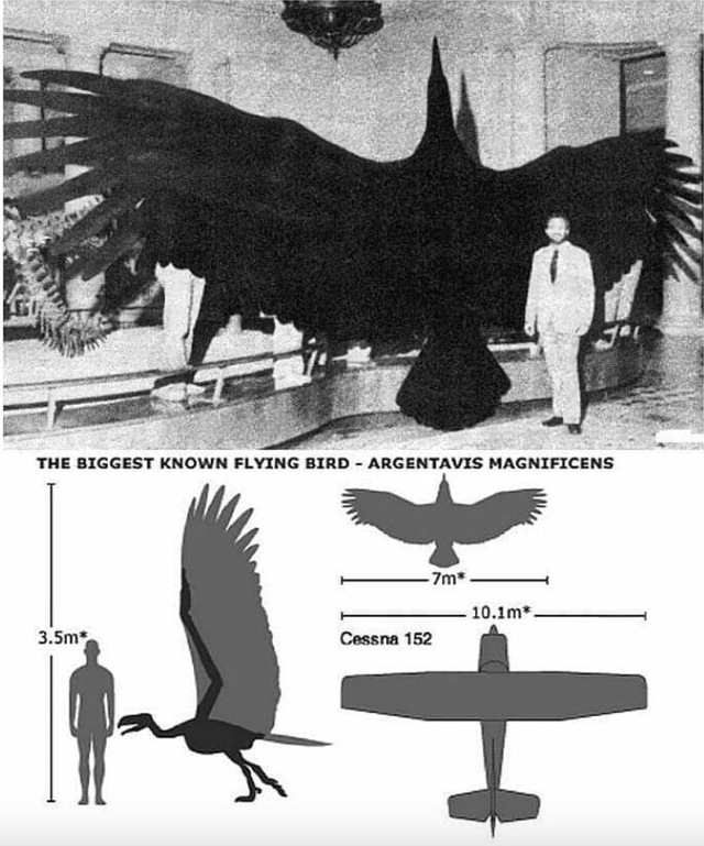 阿根廷巨鹰(Argentavis, Argentavis magnificens) 阿根廷巨鹰(Argentavis, Argentavis magnificens)