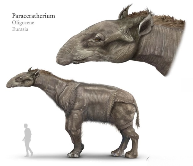 巨犀(Paraceratherium) 巨犀(Paraceratherium)