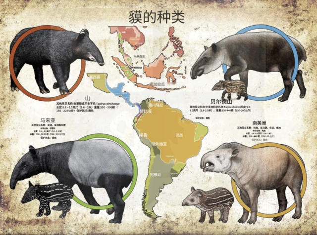 貘(Tapirus) 貘(Tapirus)