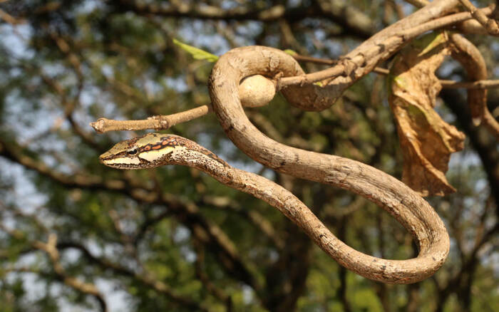 非洲藤蛇(African Vine Snake) 非洲藤蛇(African Vine Snake)
