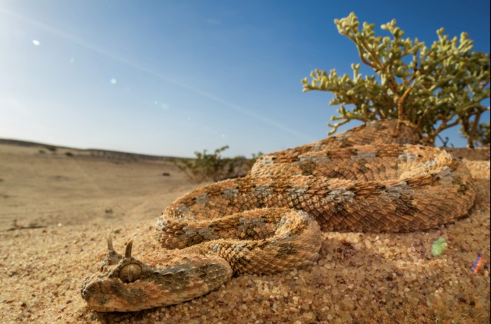 7种外形奇特的蛇：大自然中的奇异生物