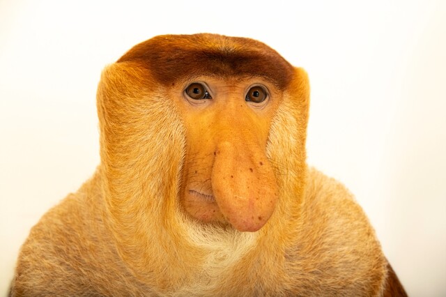 长鼻猴(Nasalis larvatus) 长鼻猴(Nasalis larvatus)