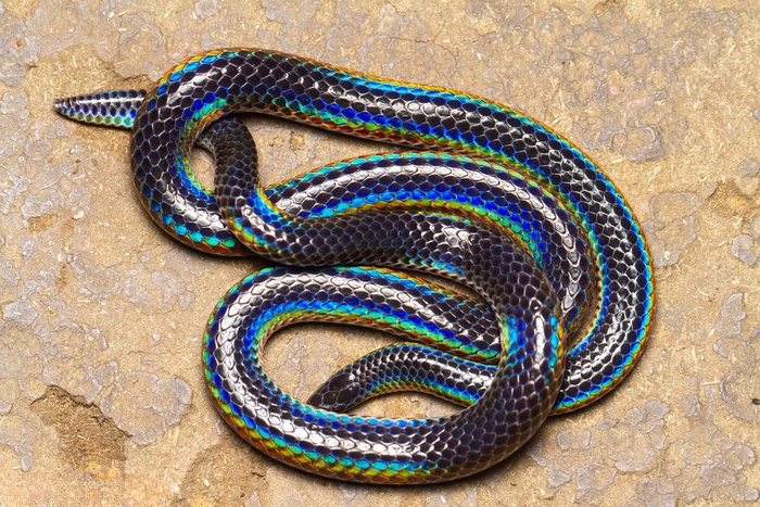 彩虹盾尾蛇(Iridescent Shieldtail) 彩虹盾尾蛇(Iridescent Shieldtail)