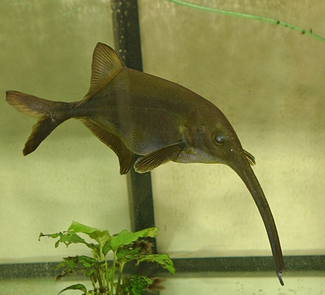 象鼻鱼(Elephantnose Fish) 象鼻鱼(Elephantnose Fish)