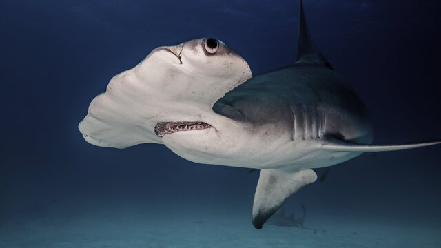 锤头鲨(Hammerhead Shark) 锤头鲨(Hammerhead Shark)