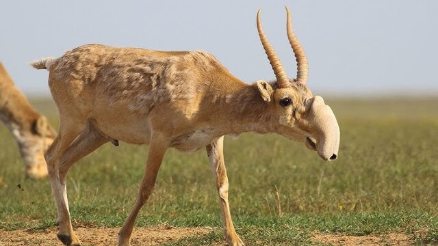 高鼻羚羊(Saiga tatarica) 高鼻羚羊(Saiga tatarica)