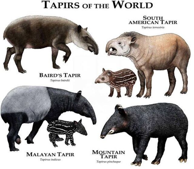 貘(Tapirus) 貘(Tapirus)