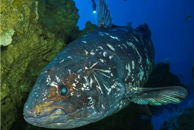 腔棘鱼(Coelacanth) 腔棘鱼(Coelacanth)