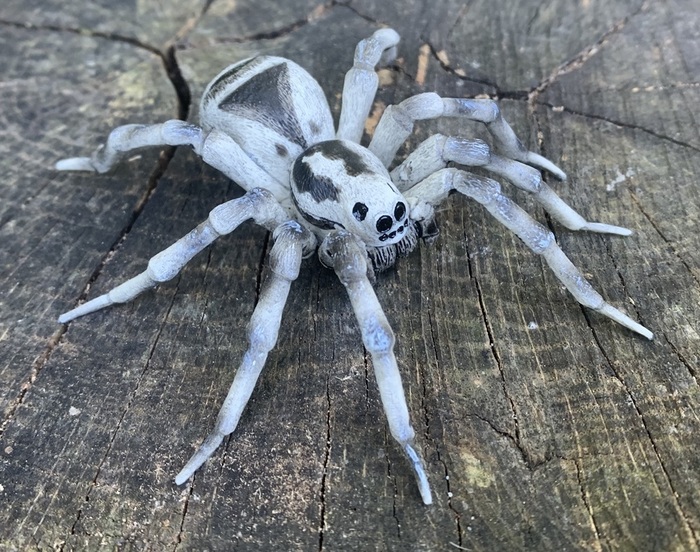 塔兰图拉狼蛛(Lycosa tarantula) 塔兰图拉狼蛛(Lycosa tarantula)
