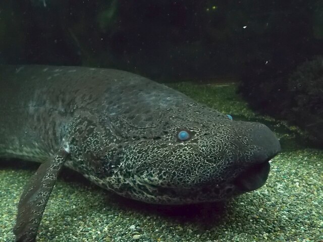 大理石肺鱼 (Protopterus aethiopicus) 大理石肺鱼 (Protopterus aethiopicus)