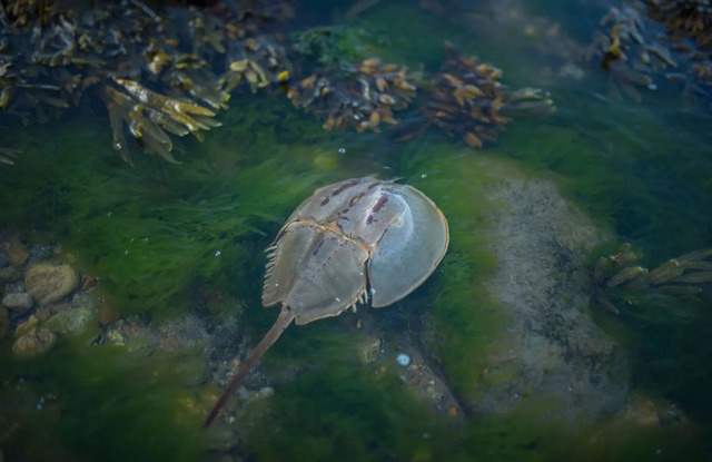 马蹄蟹(Horseshoe Crabs) 马蹄蟹(Horseshoe Crabs)