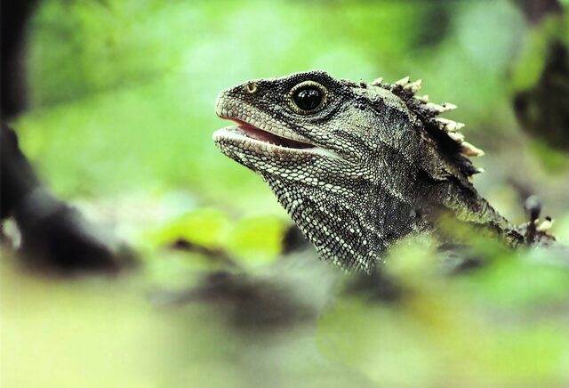 大头蜥(Tuatara,Sphenodon punctatus) 大头蜥(Tuatara,Sphenodon punctatus)