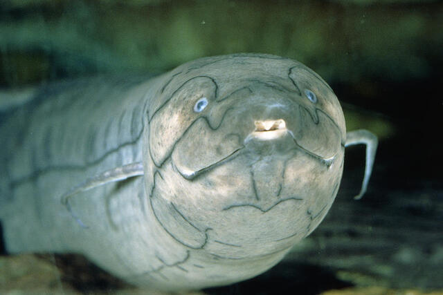 南美肺鱼 (Lepidosiren paradoxa) 南美肺鱼 (Lepidosiren paradoxa)