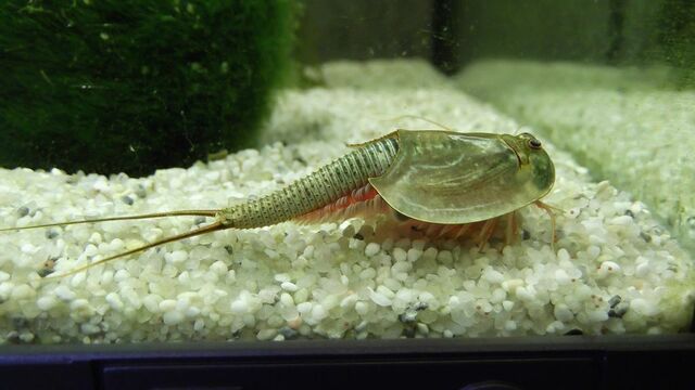 三叶虫(Triops) 三叶虫(Triops)