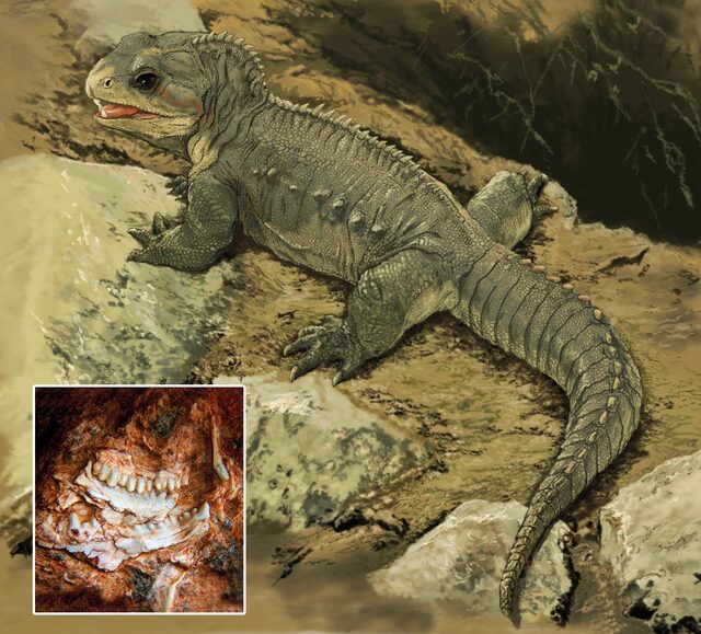 大头蜥(Tuatara,Sphenodon punctatus) 大头蜥(Tuatara,Sphenodon punctatus)