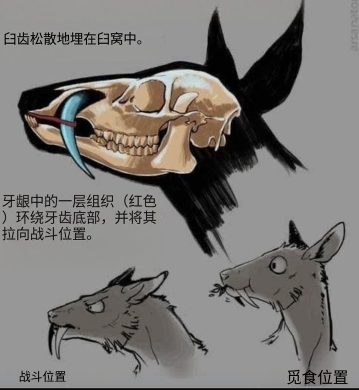 毛冠鹿的牙齿形态 毛冠鹿的牙齿形态