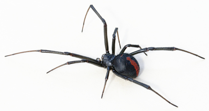 红背蛛(Latrodectus hasselti) 红背蛛(Latrodectus hasselti)