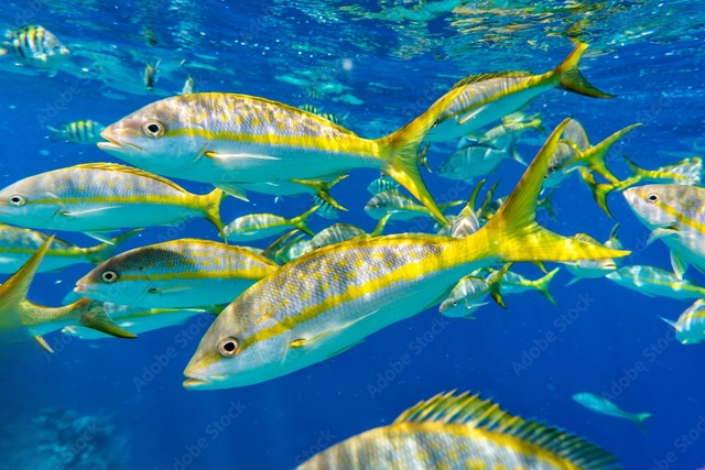 黄尾鲷（Ocyurus chrysurus）详细介绍：科学分类、生态、保护现状等