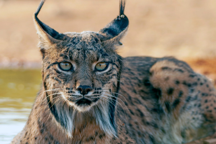 西班牙猞猁,又称伊比利亚猞猁 西班牙猞猁,又称伊比利亚猞猁