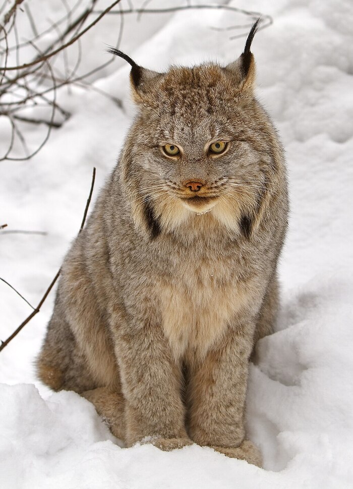 加拿大猞猁(Lynx canadensis) 加拿大猞猁(Lynx canadensis)