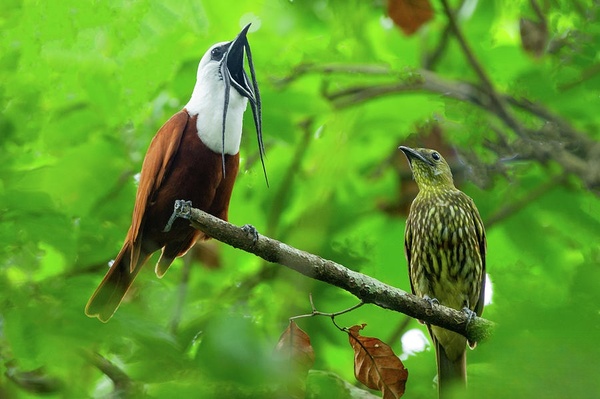 三肉垂铃鸟(Three-Wattled Bellbird,学名:Procnias tricarunculatus) 三肉垂铃鸟(Three-Wattled Bellbird,学名:Procnias tricarunculatus)