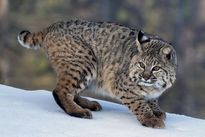 短尾猫(Lynx rufus) 短尾猫(Lynx rufus)