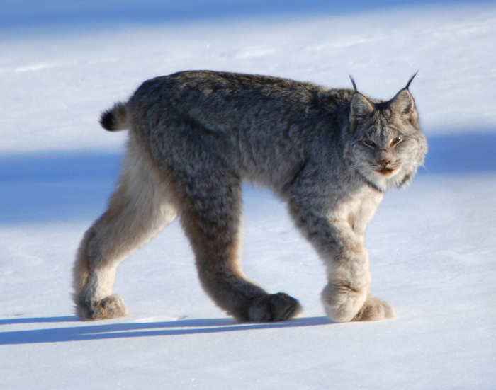 加拿大猞猁(Lynx canadensis) 加拿大猞猁(Lynx canadensis)