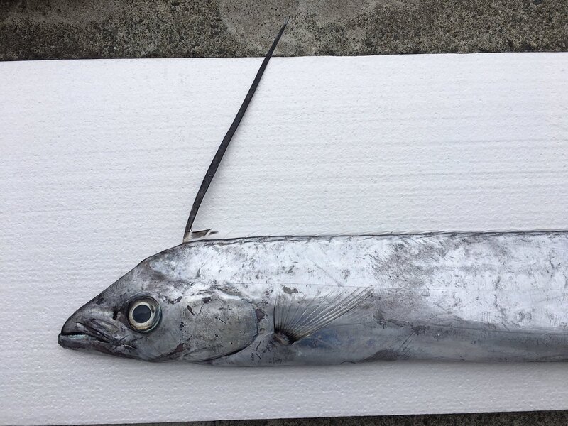 2025022454358754.jpg 77.jpg