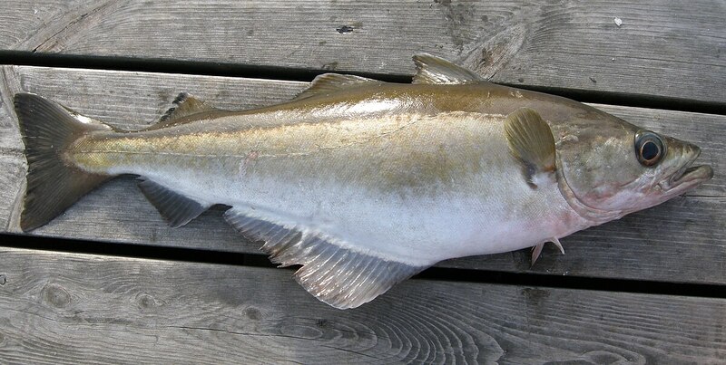 2025022711699716.jpg 99.jpg