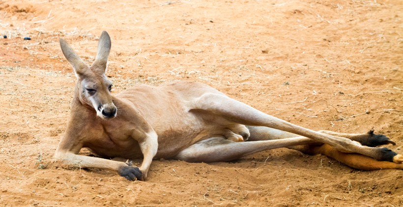袋鼠的适应性：大自然中的生存专家