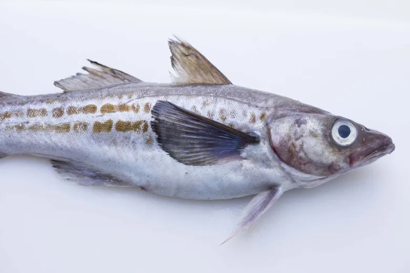 2025022716191771.jpg 44.jpg